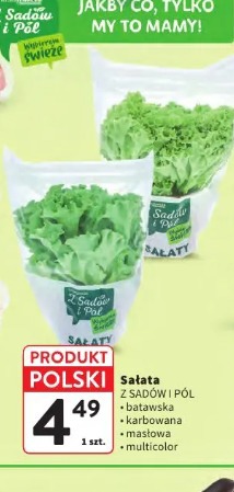 Sałata Z SADÓW I PÓL batawska karbowana masłowa multicolor