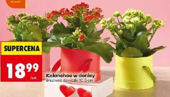 Kalanchoe w donicy