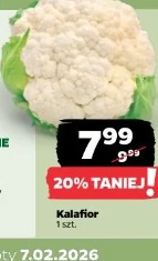 Kalafior
