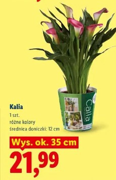 Kalia