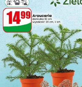 Araucaria