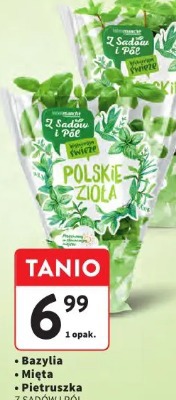 Bazylia Z sadów i pól
