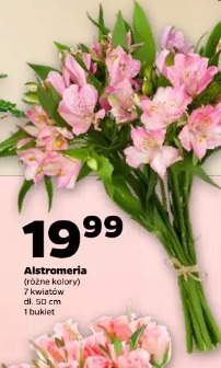 Alstroemeria