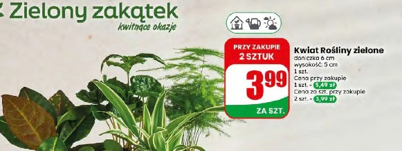 Kwiat Rośliny zielone