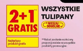 Wszystkie tulipany