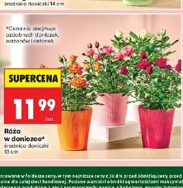 Róża w doniczce