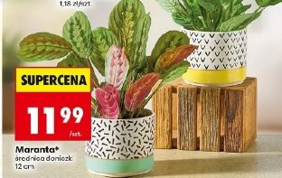 Maranta