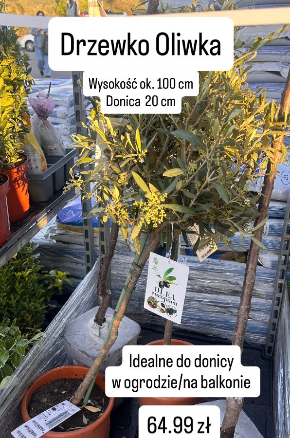 Drzewko oliwka