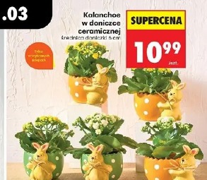 Kalanchoe w doniczce ceramicznej