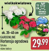 Gardenline Hortensja ogrodowa