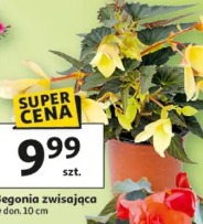 Begonia zwisająca