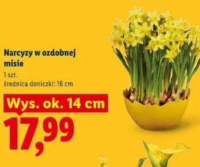 Narcyzy w ozdobnej misie