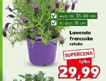 Lawenda francuska