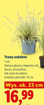 Trawy ozdobne