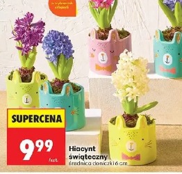 Hiacynt świąteczny