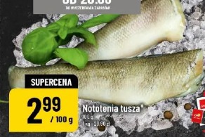 Nototenia tusza