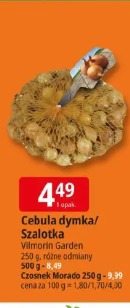 Cebula dymka/Szarlotka Vilmorin Garden