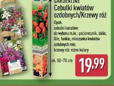 Gardenline cebulki kwiatów ozdobnych/krzewy róż