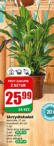 Skrzydłokwiat