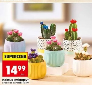 Kaktus kwitnący