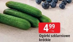 Ogórki szklarniowe krótkie