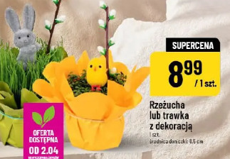 Rzeżucha lub trawka z dekoracją