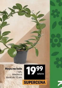 Hoya na kole