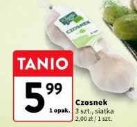 Czosnek