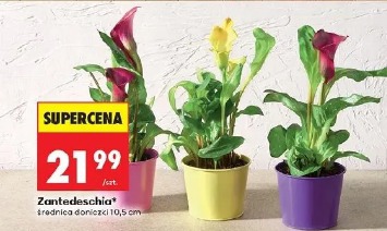 Zantedeschia