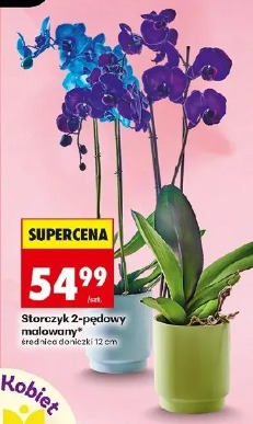 Storczyk 2-pędowy malowany