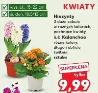 Hiacynty 3 duże cebule w różnych kolorach lub Kalanchoe różne kolory