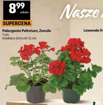 Pelargonia Peltatum, Zonale
