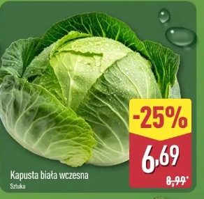 Kapusta biała wczesna