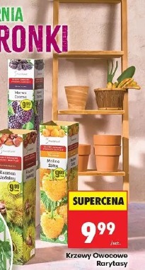 Krzewy owocowe Rarytasy