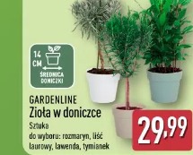 Gardenline Zioła w doniczce