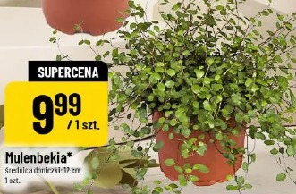 Mulenbekia