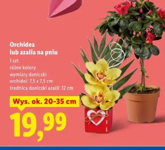 Orchidea lub azalia na pniu