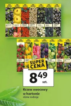 Krzew owocowy w kartonie