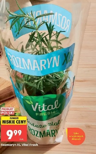 Rozmaryn XL Vital Fresh