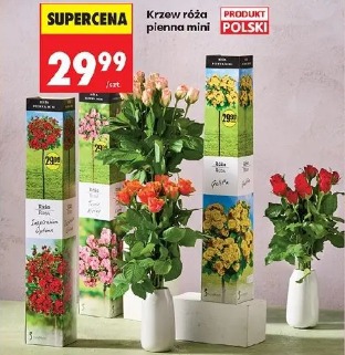 Krzew róża pienna mini