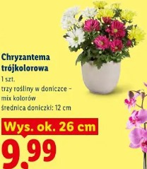 Chryzantema trójkolorowa