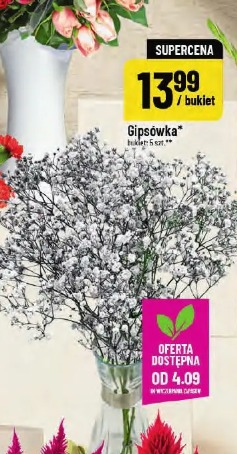 Gipsówka