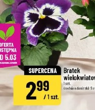 Bratek wielokwiatowy