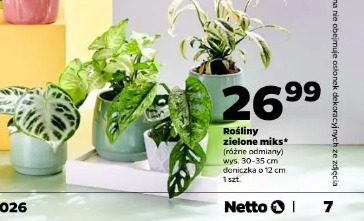 Rośliny zielone miks