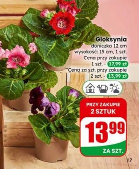 Gloksynia