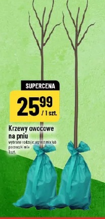 Krzewy owocowe na pniu