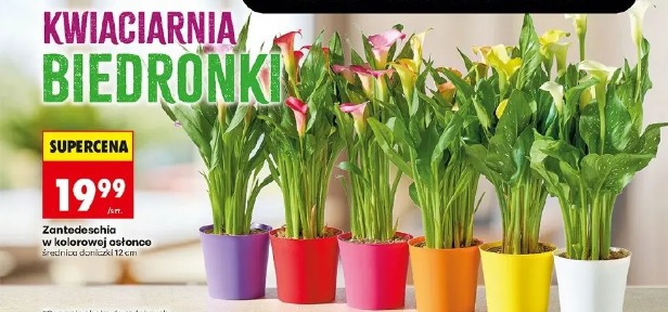 Zantedeschia w kolorowej osłonce