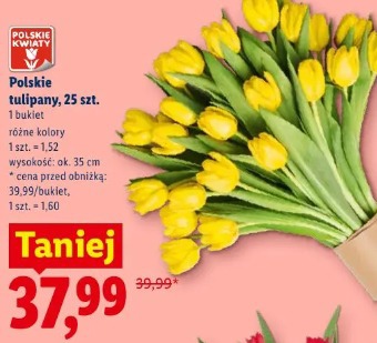 Polskie tulipany, 25 szt.