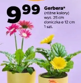 Gerbera