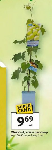 Winorośl, krzew owocowy